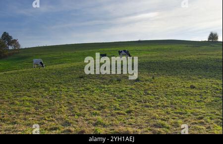 Campagne calme avec quelques vaches en pâturage sur les pâturages verdoyants de montagne à Pietling, Fridolfing, Bavière, Allemagne Banque D'Images