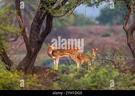 Femelle sauvage cerf ponctué Chital ou Cheetal ou axe mère avec faon keoladeo parc national bharatpur sanctuaire d'oiseaux Rajasthan Inde scène naturelle Banque D'Images