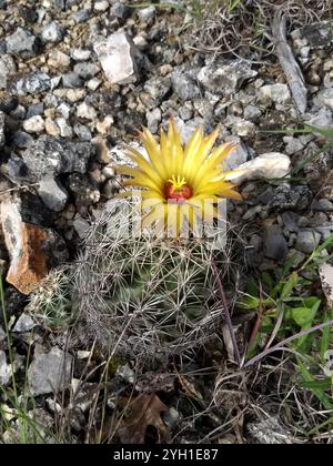 Cactus à mamelons rainurés (Coryphantha sulcata) Banque D'Images