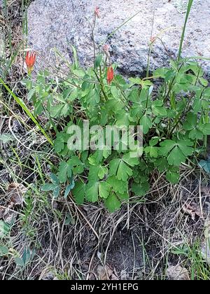 colonne rouge occidentale (Aquilegia elegantula) Banque D'Images