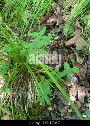 Paillette de lit de réglisse (Galium circaezans) Banque D'Images