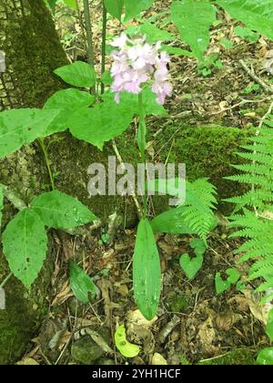 Orchidée frangée violette (Platanthera grandiflora) Banque D'Images