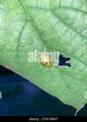 Coléoptère de la tortue Geiger (Eurypepla calochroma floridensis) Banque D'Images