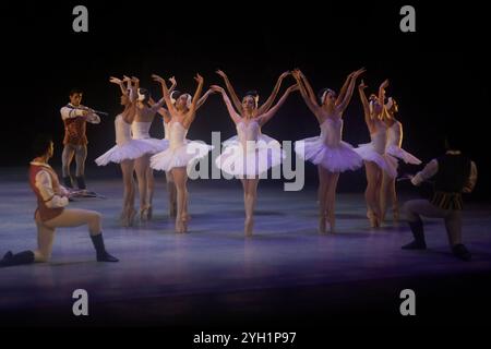 Mexico, Mexique. 08 novembre 2024. Des danseurs répètent un fragment de l'œuvre Swan Lake au Palais des Beaux-Arts de Mexico, le 8 novembre 2024. La version chorégraphique est de Cuauhtemoc Najera, basée sur les originaux de Marius Petipa et Lev Ivanov. (Photo de Gerardo Vieyra/NurPhoto)0 crédit : NurPhoto SRL/Alamy Live News Banque D'Images