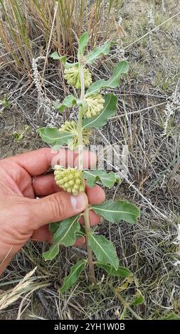 Asclépias de comète verte (Asclepias viridiflora) Banque D'Images