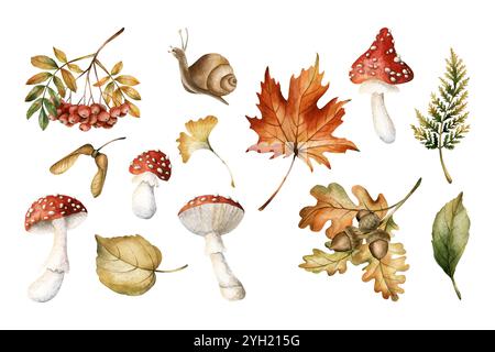 Autunm feuilles, champignons, baies, graines et escargot. Ensemble d'illustrations de nourriture florale isolées dessinées à l'aquarelle à la main pour la conception d'automne, cartes botaniques, Banque D'Images