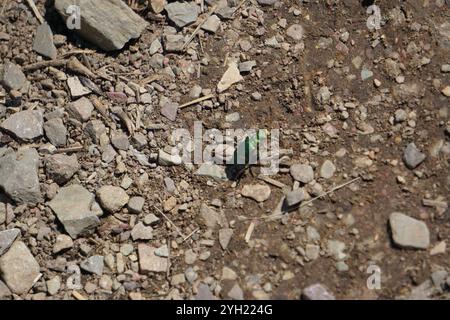 Coléoptère tigre boréal à longues lèvres (Cicindela longilabris) Banque D'Images