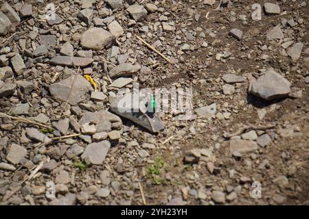 Coléoptère tigre boréal à longues lèvres (Cicindela longilabris) Banque D'Images