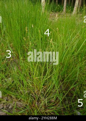 Herbe alpine (Carex brizoides) Banque D'Images