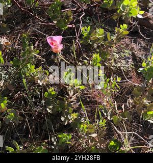 Mariposa (Calochortus venustus) Banque D'Images