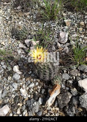 Cactus à mamelons rainurés (Coryphantha sulcata) Banque D'Images