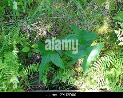 Arum vert flèche (Peltandra virginica) Banque D'Images