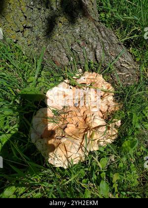 Poulet des bois à pores blancs (Laetiporus cincinnatus) Banque D'Images