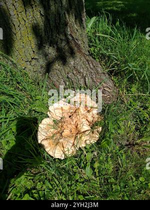 Poulet des bois à pores blancs (Laetiporus cincinnatus) Banque D'Images