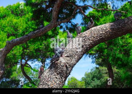 Groupe d'oiseaux perchés sur une branche d'arbre, entourés de feuilles vertes luxuriantes. Pigeons debout sur une branche de pin Banque D'Images