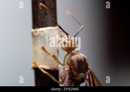 Photographie macro extrême d'une fourmi ailée. Banque D'Images