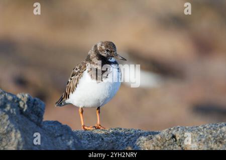 Tourterelle de mer (Arenaria interpres). Une colombe tortue à la recherche de nourriture parmi les rochers sur une plage Banque D'Images