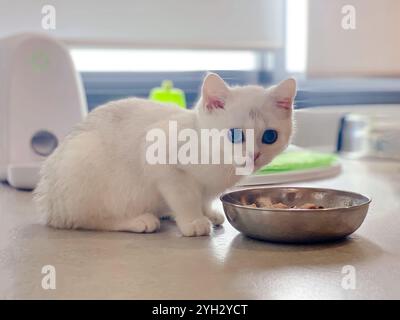 Chaton blanc relaxant dans une maison australienne Banque D'Images