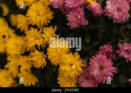 Chrysanthèmes jaunes et roses dans le jardin. Fleurs d'automne. Photo de haute qualité Banque D'Images