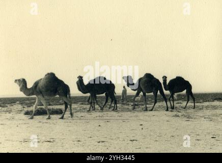 1940 - Libye, afrique du Nord - Camelus dromedarius - dromadaire Banque D'Images