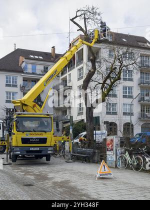 Travail des arbres, Koeniginstrasse, Munich, Bavière, Allemagne, Europe Banque D'Images