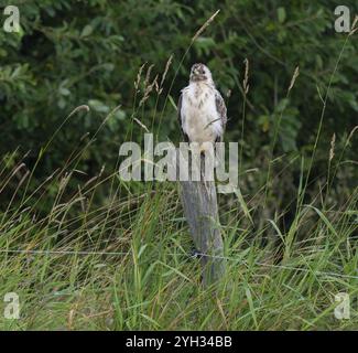 Buzzard commun (Buteo buteo) debout sur un poteau de clôture de pâturage, basse-Saxe, Allemagne, Europe Banque D'Images