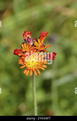 L'aubaine orangée, l'aubaine orangée-rouge (Hieracium aurantiacum), fleur sur un pré rugueux, Wilnsdorf, Rhénanie du Nord-Westphalie, Allemagne, Europe Banque D'Images