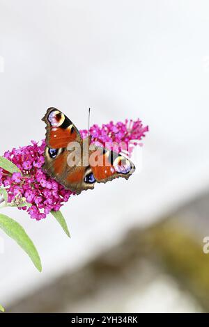 Papillons de paon (Inachis io) sucant le nectar sur le buisson de papillons (Buddleja davidii), dans un environnement naturel dans la nature, gros plan, la faune, les insectes Banque D'Images