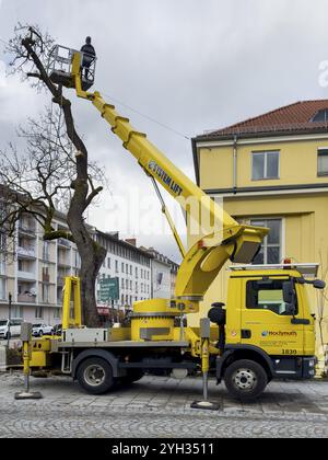 Travail des arbres, Koeniginstrasse, Munich, Bavière, Allemagne, Europe Banque D'Images