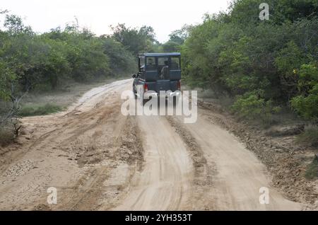 Safari jeep sur une piste sablonneuse dans le parc Yala Natioal, Province du Sud, Sri Lanka, Asie Banque D'Images