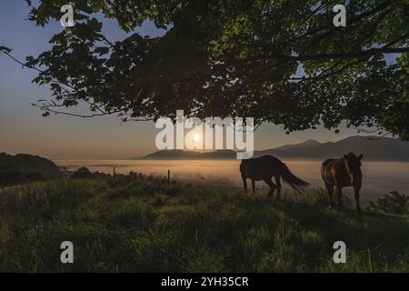 Chevaux debout dans un pré, arbre, lever de soleil, humeur matinale, montagnes, NLoisach-Lac Kochel-Moor, montagnes Kochler, contreforts alpins, Bavière, Allemagne Banque D'Images