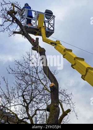 Travail des arbres, Koeniginstrasse, Munich, Bavière, Allemagne, Europe Banque D'Images