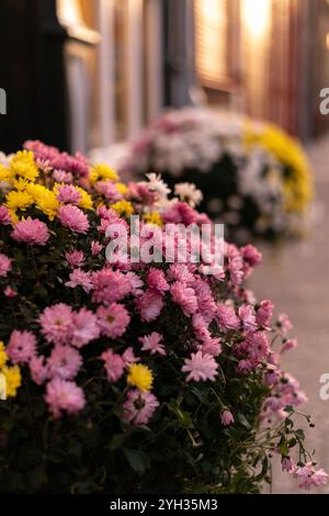 Chrysanthèmes jaunes et roses dans le jardin. Fleurs d'automne. Photo de haute qualité Banque D'Images