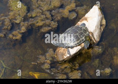 Une petite tortue sur un rocher dans une eau couverte d'algues, tortue, Toroni, Torone, Sithonia, Chalcidique, Macédoine centrale, Grèce, Europe Banque D'Images