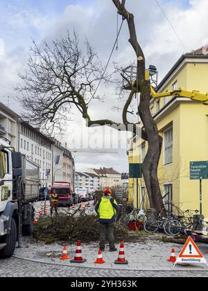 Travail des arbres, Koeniginstrasse, Munich, Bavière, Allemagne, Europe Banque D'Images