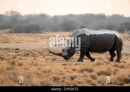 Rhinocéros blanc austral (Ceratotherium simum simum), rhinocéros recouverts de boue à la lumière du soir, sanctuaire des rhinocéros de Khama, Serowe, Botswana, Afrique Banque D'Images