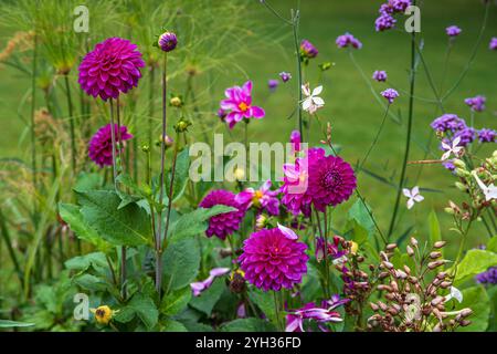 Fleurs de dahlia pourpre dans un jardin sur l'herbe verte Banque D'Images