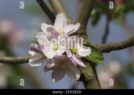 Fleurs de pomme blanche en pleine floraison avec des pétales délicats sur une branche, weseke, muensterland, allemagne Banque D'Images