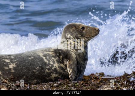 Phoque gris (Halichoerus grypus) sur la plage nord Helgoland Duene, Helgoland, mer du Nord, district de Pinneberg, Schleswig-Holstein, Allemagne, Europe Banque D'Images