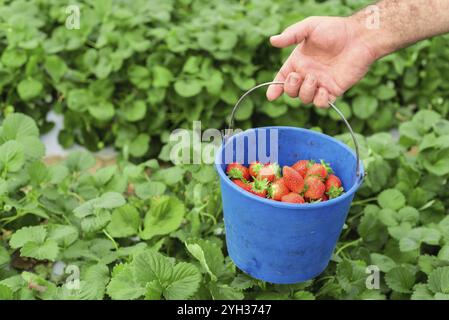 Farmer holding blue bucket dans un champ de fraises Banque D'Images