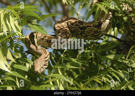 Boa argentin (Boa constrictor occidentalis), enroulé sur des branches d'arbres avec des feuilles vertes, se prélasser au soleil, Boqueron, Chaco, Paraguay, Amérique du Sud Banque D'Images