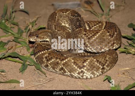 Crotale sud-américaine (Crotalus durissus), sur un sol sablonneux au milieu de l'herbe verte, mettant en valeur ses écailles à motifs, Boqueron, Chaco, Paraguay, Sud Banque D'Images