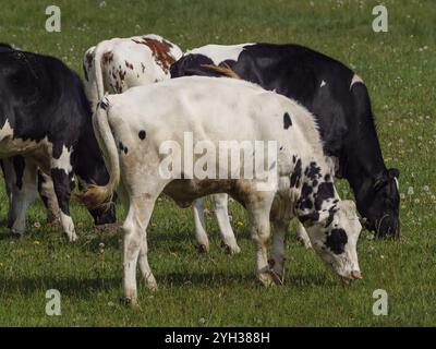 Plusieurs vaches, noires et blanches et brunes et blanches tachetées, pâturant sur un large pré, velen, muensterland, allemagne Banque D'Images