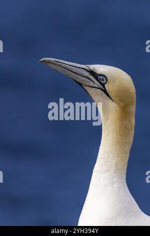 Portrait d'un cannet d'oiseaux de mer (Morus bassanus) sur les falaises de guillemot avec la mer bleue en arrière-plan, Helgoland, mer du Nord, Pinneberg district, Schl Banque D'Images