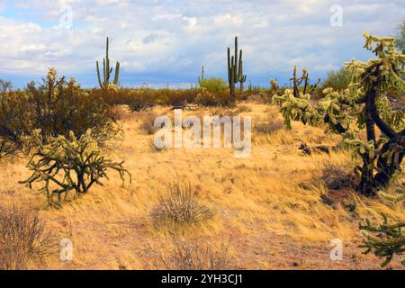 Le vaste désert de Sonora dans le centre de l'Arizona USA un matin d'automne tôt Banque D'Images