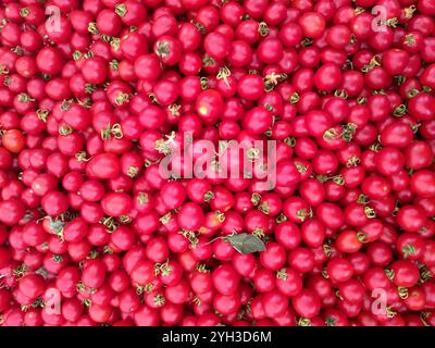 Tomates turques rouges mûres fraîchement récoltées dans un marché de produits agricoles à Istanbul, Turquie Banque D'Images