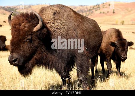 Vue de profil en gros plan d'un grand bison américain et veau dans les collines du Dakota du Sud, États-Unis. Banque D'Images