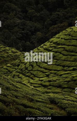 La plantation de thé dans les Cameron Highlands, Malaisie Banque D'Images