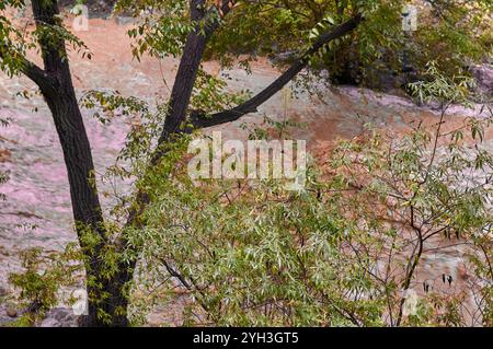 La rivière sereine coule à travers une forêt, avec un feuillage luxuriant et des couleurs d'automne créant une atmosphère paisible. Banque D'Images