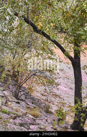 La rivière tranquille coule à travers une forêt, avec un feuillage vibrant et des teintes automnales créant une scène pittoresque. Banque D'Images